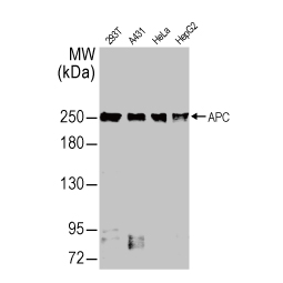 APC antibody [C3], C-term (GTX116009)